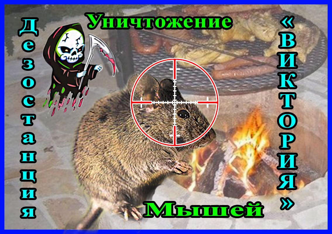 Борьба с мышами дома или в квартире Алматы